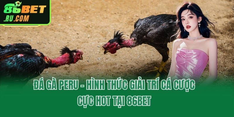Đá Gà Peru - Hình Thức Giải Trí Cá Cược Cực Hot Tại 86bet