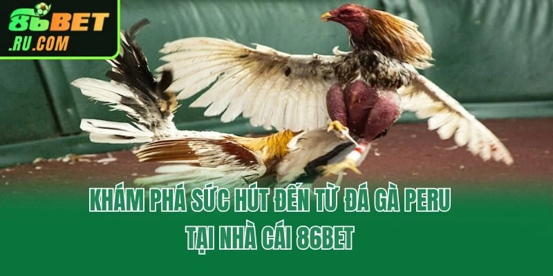 Khám phá sức hút đến từ đá gà Peru tại nhà cái 86bet